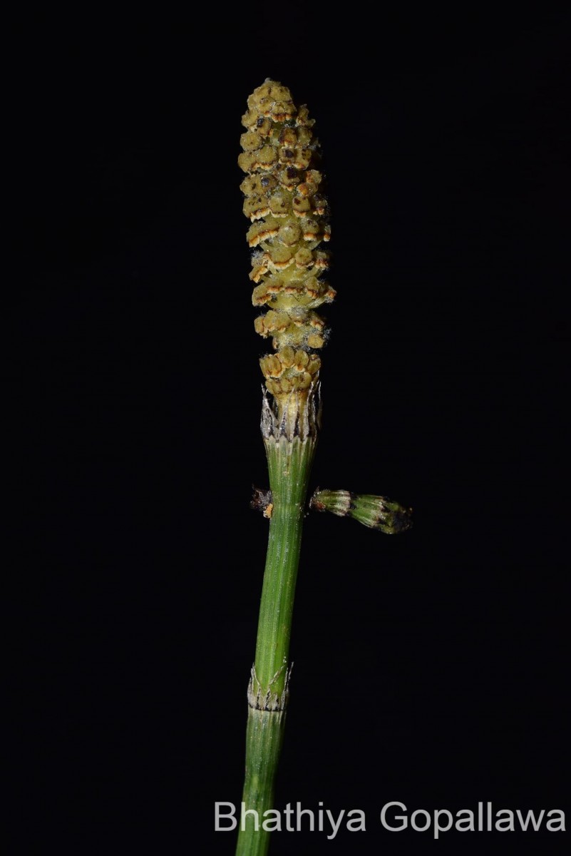 Equisetum ramosissimum  Desf.